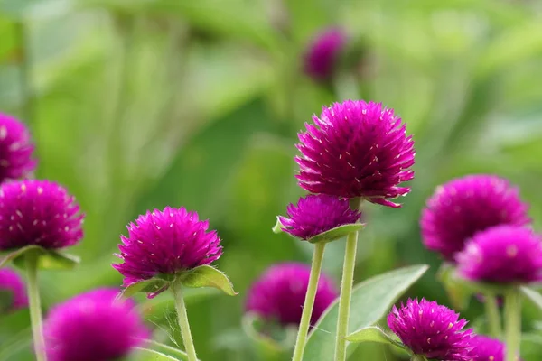 Primo Piano Fiori Colore Che Crescono All Aperto — Foto Stock