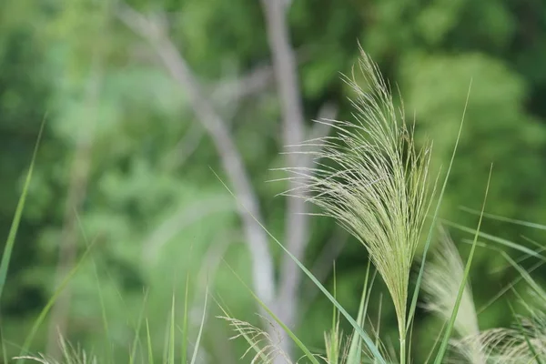 Fermer Les Plantes Vertes Extérieur Jour — Photo