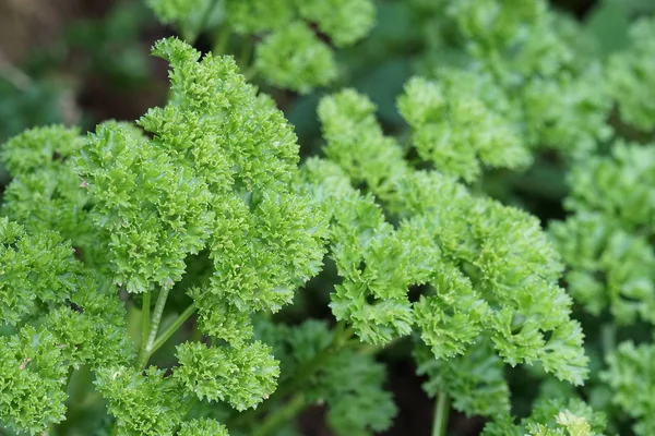 gündüz maydanoz ile tarım alanı görünümü