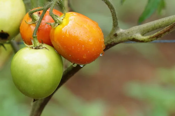 Blick Auf Den Acker Mit Tomaten Tag — Stockfoto