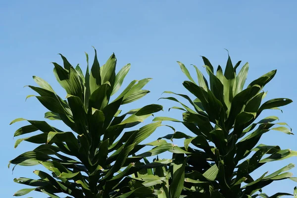 Close Van Groene Planten Buitenshuis Overdag — Stockfoto