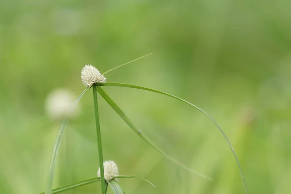 Close Green Plants Outdoors Daytime — Stock Photo, Image