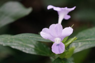 Açık büyüyen renk çiçekler yakın 