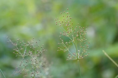 gün içinde açık havada vahşi bitkilerin yakın 
