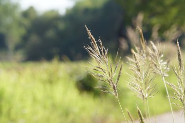 gün içinde açık havada vahşi bitkilerin yakın 