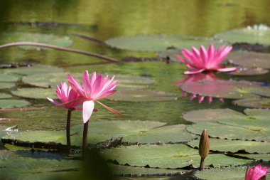 su yüzeyinde su zambak çiçekler yakın 