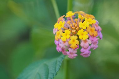 Açık büyüyen renk çiçekler yakın 