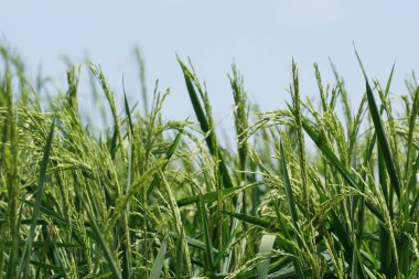 gündüz tarım alanının görünümü