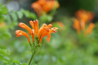 Açık büyüyen renk çiçekler yakın 