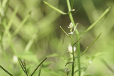 gündüz açık havada yeşil bitkilerin yakın 