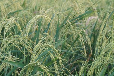 gündüz tarım alanının görünümü