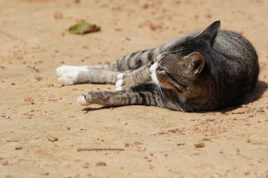 sevimli gri kedi rahatlatıcı açık 