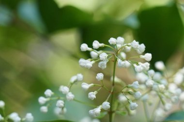 Açık büyüyen renk çiçekler yakın 