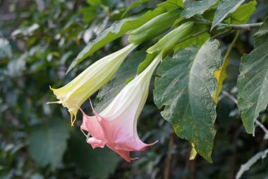 Açık büyüyen renk çiçekler yakın 
