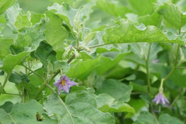 Gündüz, tarım alanının görünümü