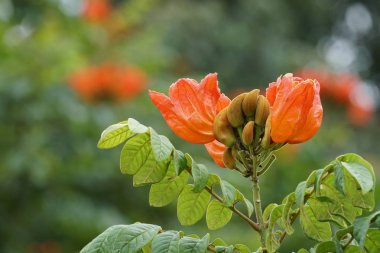 Açık büyüyen renk çiçekler yakın 