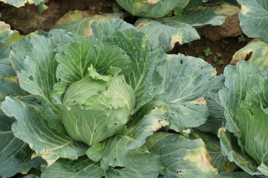 Gündüz, tarım alanının görünümü