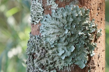 koyu yeşil yosun ile ağaç dalı üzerinde liken
