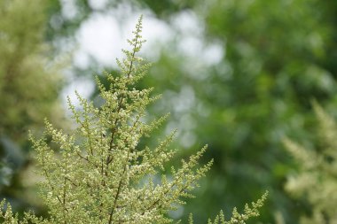 gündüz açık havada büyüyen vahşi bitkilerin yakın 