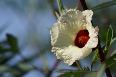 Açık büyüyen renk çiçeği yakın 