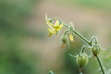 gündüz domates ile tarım alanı görünümü
