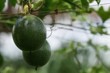 gündüz ağacında büyüyen egzotik meyveler 