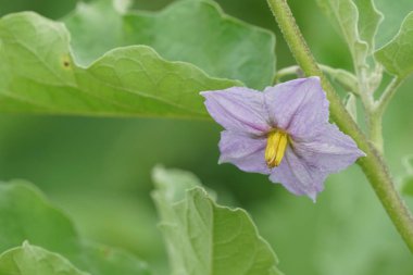 Gündüz, tarım alanının görünümü
