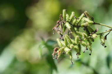 gündüz açık havada yeşil bitkilerin yakın 