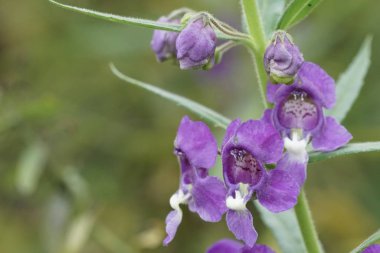 Açık büyüyen renk çiçekler yakın 