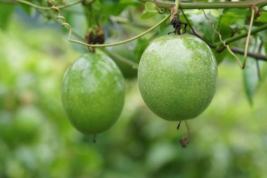 gündüz ağacında büyüyen egzotik meyveler 