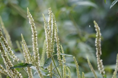 gündüz açık havada yeşil bitkilerin yakın 