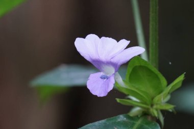 Açık büyüyen renk çiçeği yakın 
