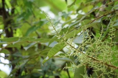 gündüz açık havada büyüyen vahşi bitkilerin yakın 