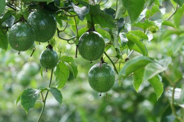 gündüz ağacında büyüyen egzotik meyveler 