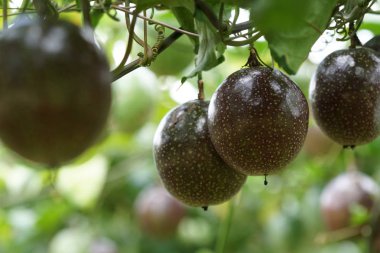 gündüz ağacında büyüyen egzotik meyveler 