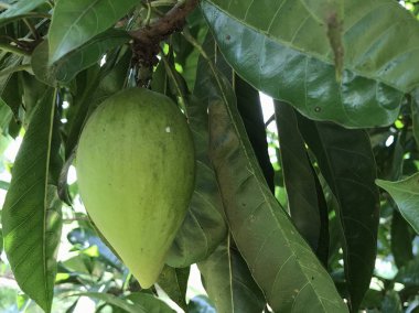 gündüz ağacında büyüyen egzotik meyveler 