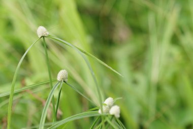 gündüz açık havada büyüyen vahşi bitkilerin yakın 