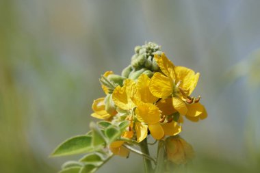 Açık büyüyen renk çiçekler yakın 