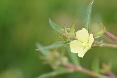 Açık büyüyen renk çiçeği yakın 