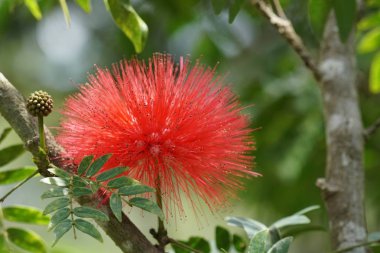 Açık büyüyen renk çiçeği yakın 