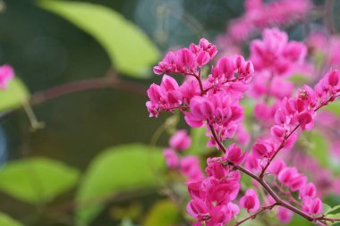 Açık büyüyen renk çiçekler yakın 