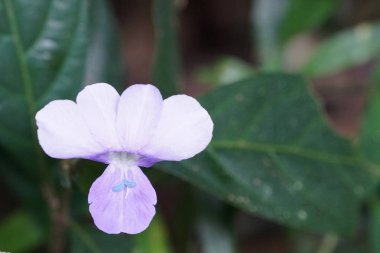 Açık büyüyen renk çiçeği yakın 
