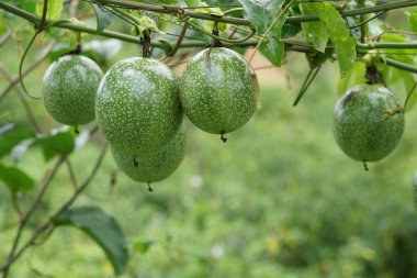 gündüz ağacında büyüyen egzotik meyveler 