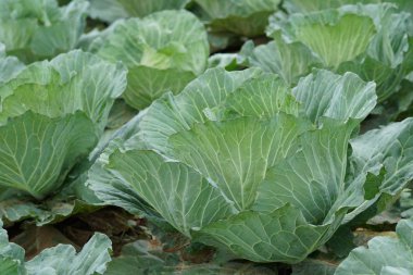 gündüz lahana ile tarım alanı görünümü