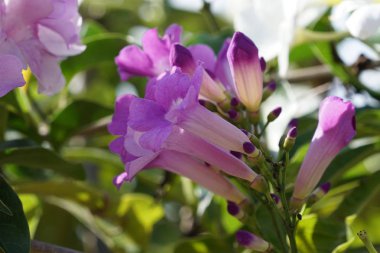 Açık büyüyen renk çiçekler yakın 