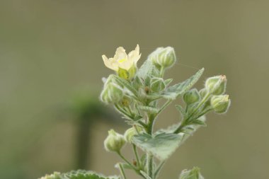 Açık büyüyen renk çiçekler yakın 