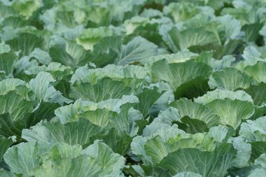 gündüz lahana ile tarım alanı görünümü