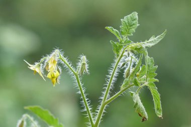 gündüz domates ile tarım alanı görünümü