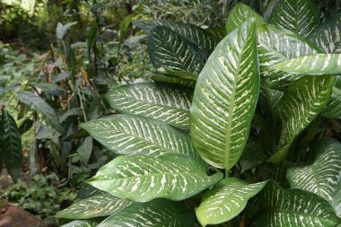 gündüz açık havada büyüyen vahşi bitkilerin yakın 