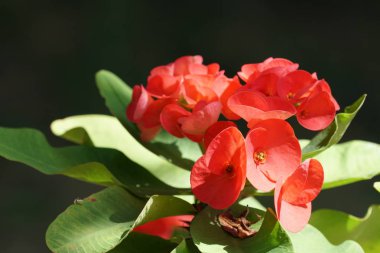Açık büyüyen renk çiçekler yakın 
